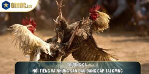 Trường Gà Nổi Tiếng Và Những Sân Đấu Đẳng Cấp Tại GMNC