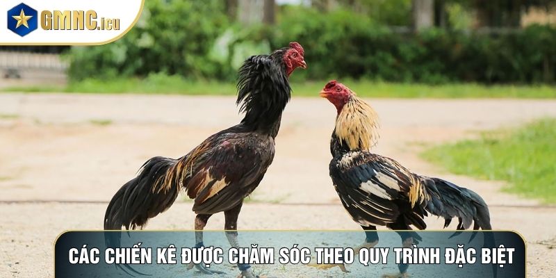 Các chiến kê được chăm sóc theo quy trình đặc biệt