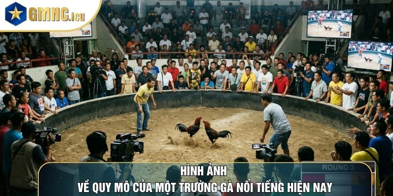 Hình ảnh về quy mô của một trường gà nổi tiếng hiện nay