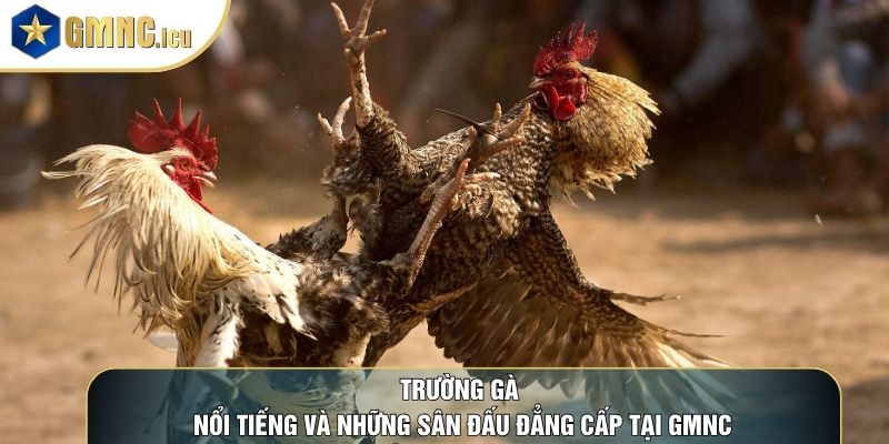 Trường Gà Nổi Tiếng Và Những Sân Đấu Đẳng Cấp Tại GMNC